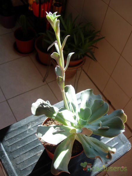 Una foto de Echeveria Paul Bunyan (E. gibbiflora Carunculata x E. Edna Spencer) (HIBRIDO)