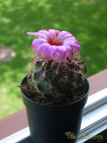 A photo of Thelocactus bicolor ssp. bicolor