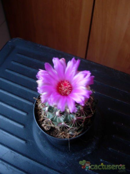 A photo of Thelocactus bicolor ssp. bicolor