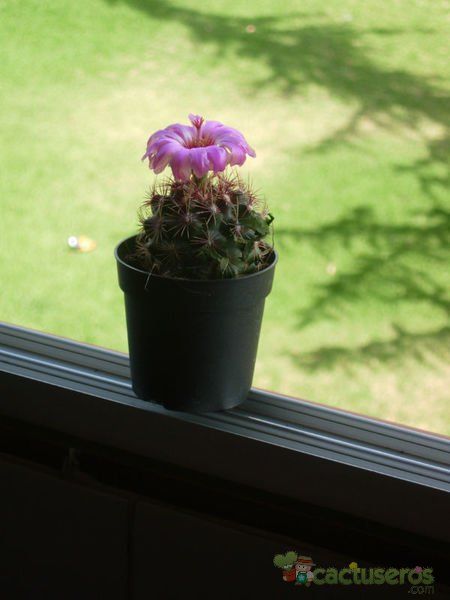 A photo of Thelocactus bicolor ssp. bicolor