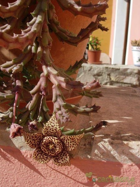 Una foto de Orbea variegata