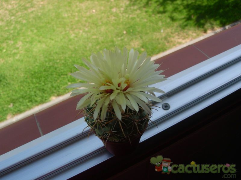 A photo of Coryphantha vaupeliana