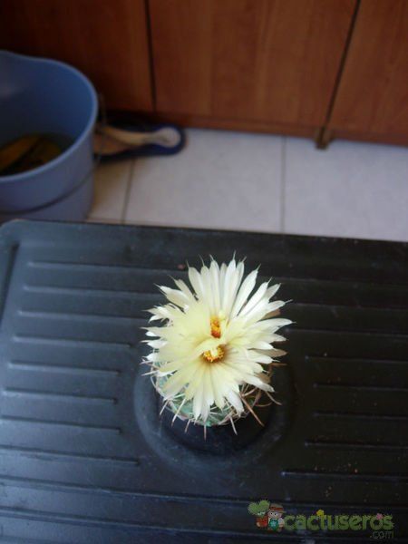 A photo of Coryphantha vaupeliana