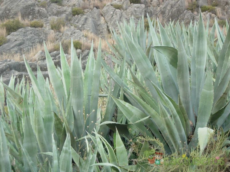 A photo of Agave americana