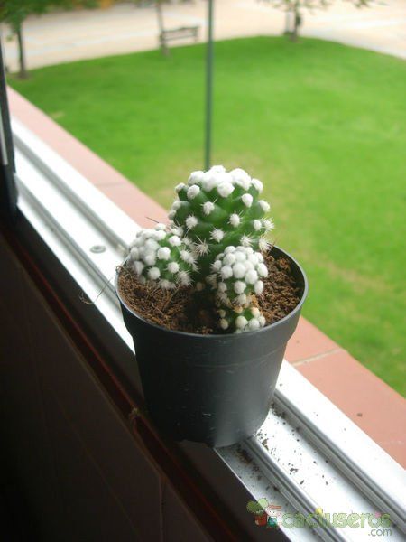 Una foto de Mammillaria gracilis cv. oruga blanca