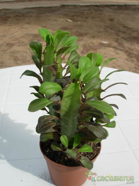 A photo of Euphorbia trigona var. rubra