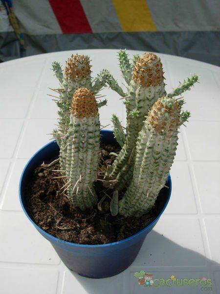 A photo of Euphorbia mammillaris fma. variegada