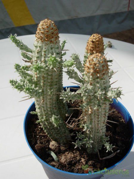 A photo of Euphorbia mammillaris fma. variegada