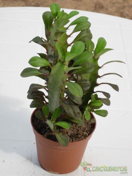 A photo of Euphorbia trigona var. rubra