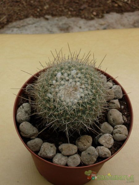 A photo of Mammillaria geminispina