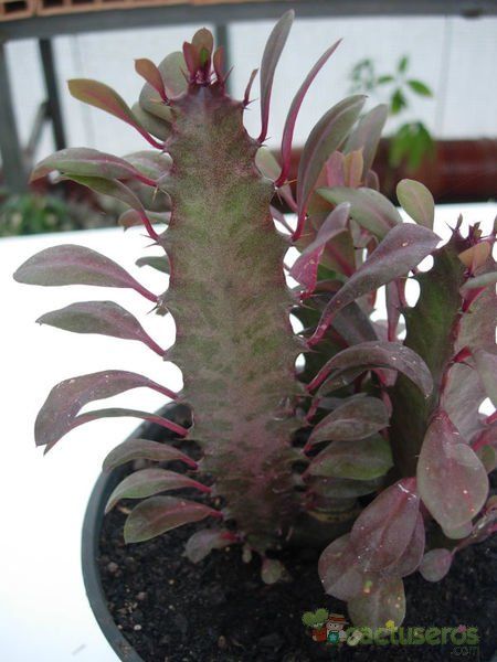 A photo of Euphorbia trigona var. rubra