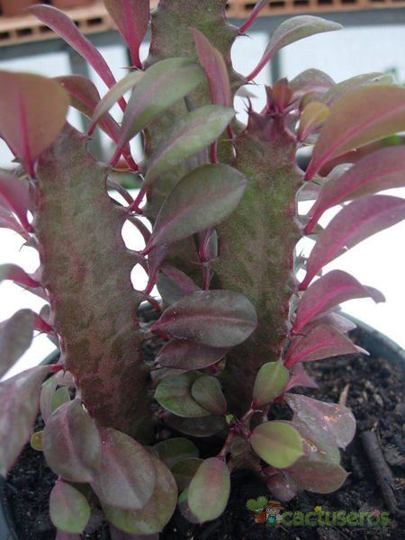 A photo of Euphorbia trigona var. rubra