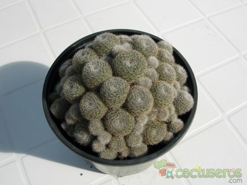 Una foto de Rebutia heliosa x pulvinosa cv. sunrise (HIBRIDO)