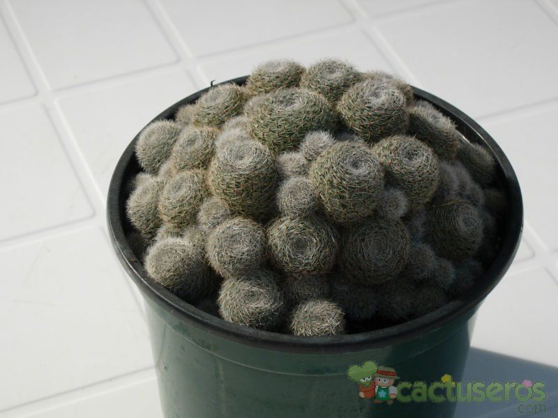 Una foto de Rebutia heliosa x pulvinosa cv. sunrise (HIBRIDO)