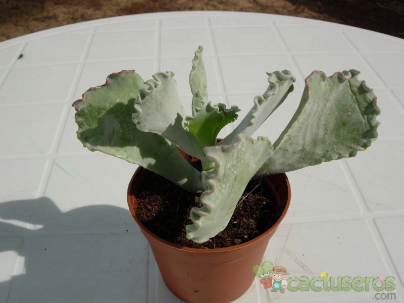 A photo of Cotyledon orbiculata var. undulata