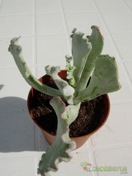 A photo of Cotyledon orbiculata var. undulata