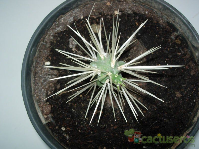 A photo of Cylindropuntia tunicata