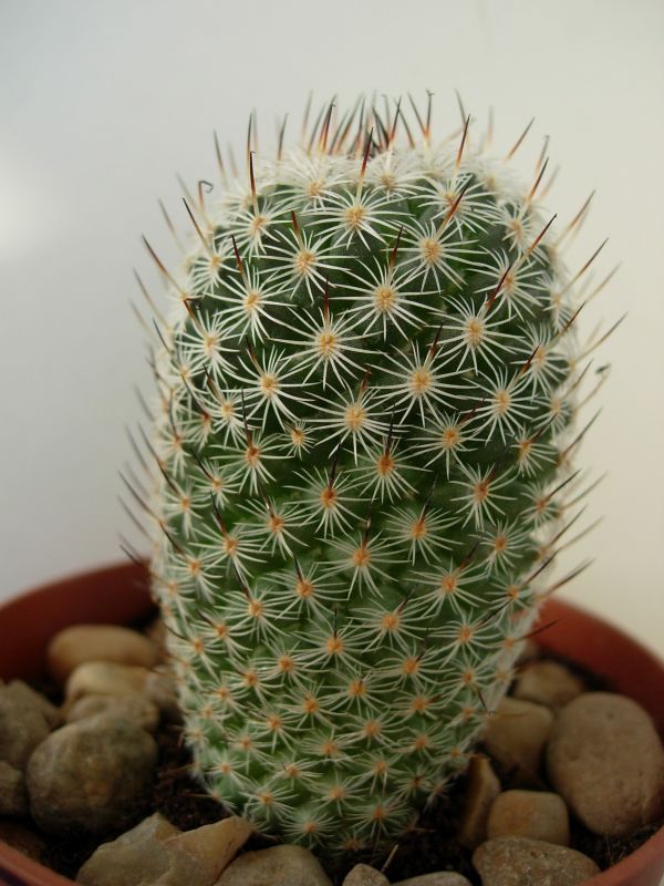 Una foto de Mammillaria haageana ssp. elegans