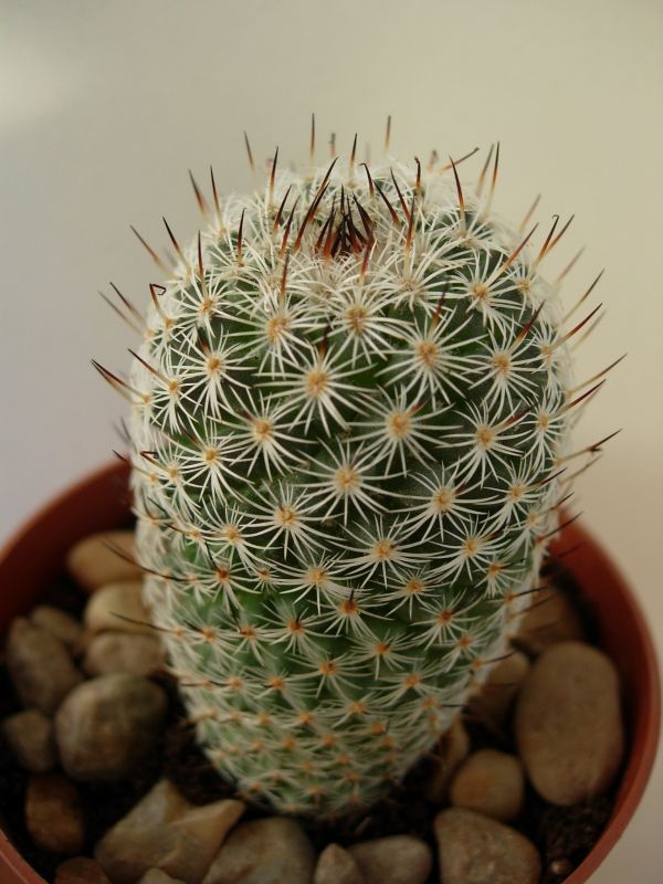 Una foto de Mammillaria haageana ssp. elegans