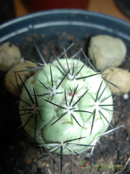 Una foto de Ortegocactus macdougallii