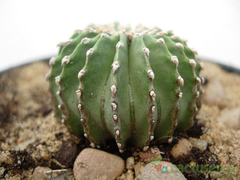 A photo of Geohintonia mexicana