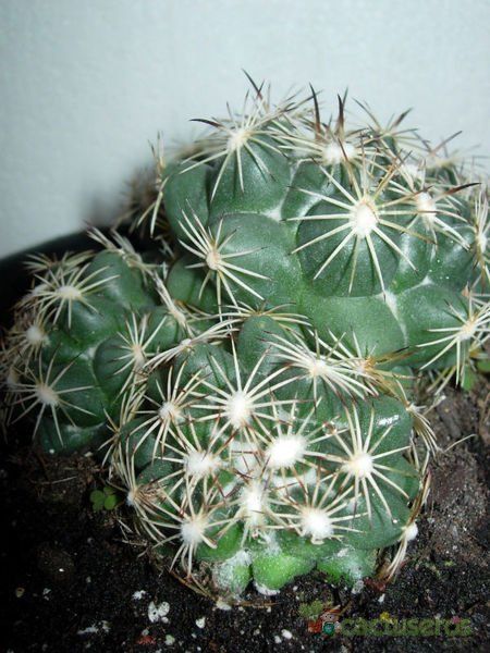 A photo of Coryphantha delaetiana