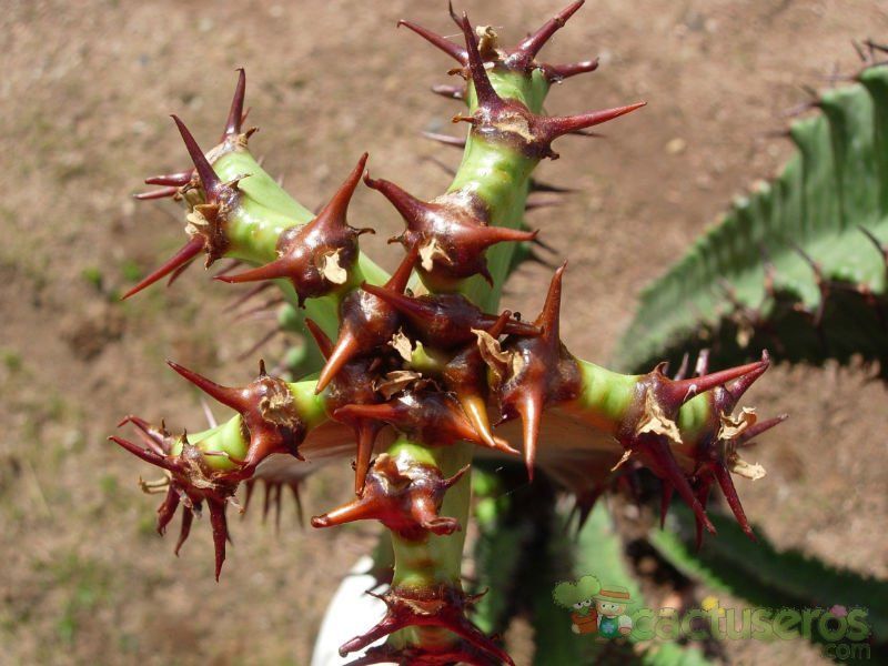 A photo of Euphorbia ammak