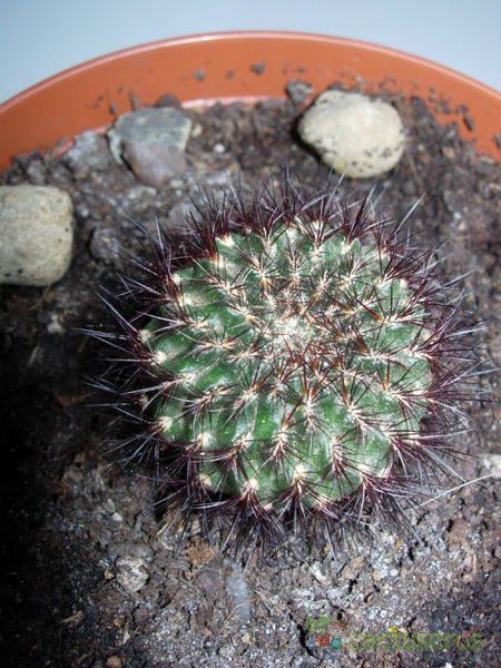 A photo of Sulcorebutia mentosa