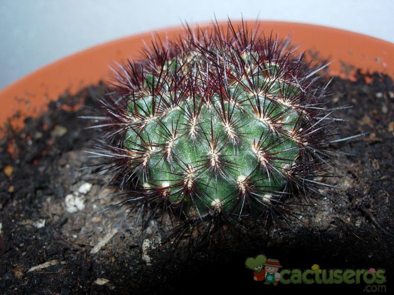 A photo of Sulcorebutia mentosa