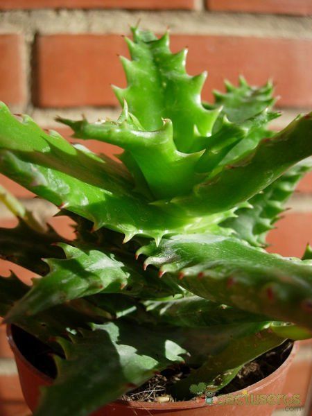 Una foto de Aloe cv. nuda