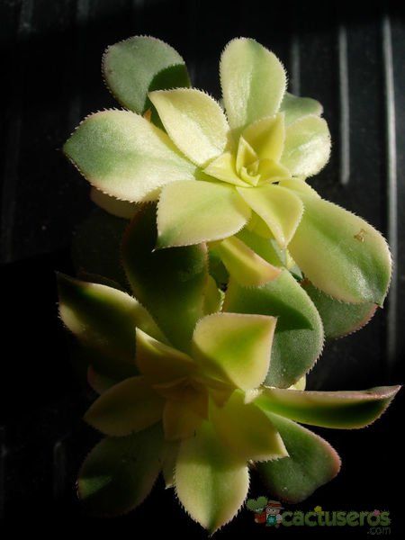 A photo of Aeonium haworthii cv kiwi
