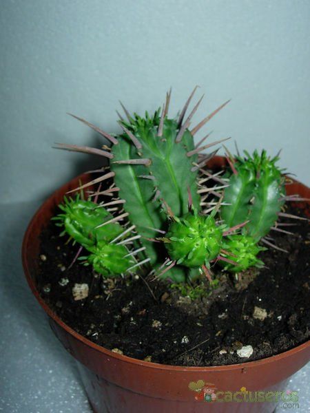 Una foto de Euphorbia ferox