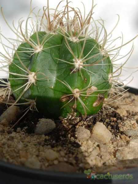 Una foto de Coleocephalocereus goebelianus