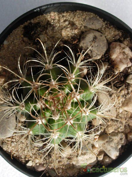 Una foto de Coleocephalocereus goebelianus