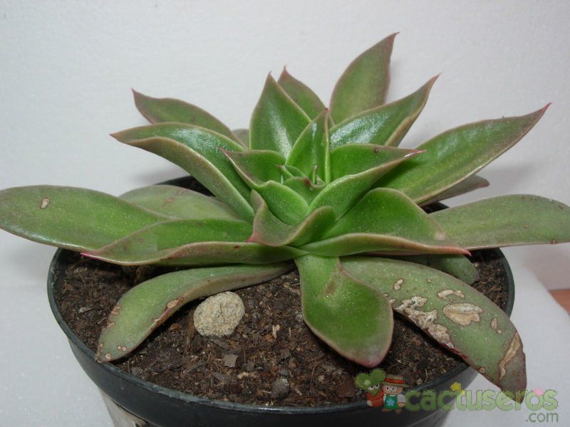 A photo of Echeveria lutea