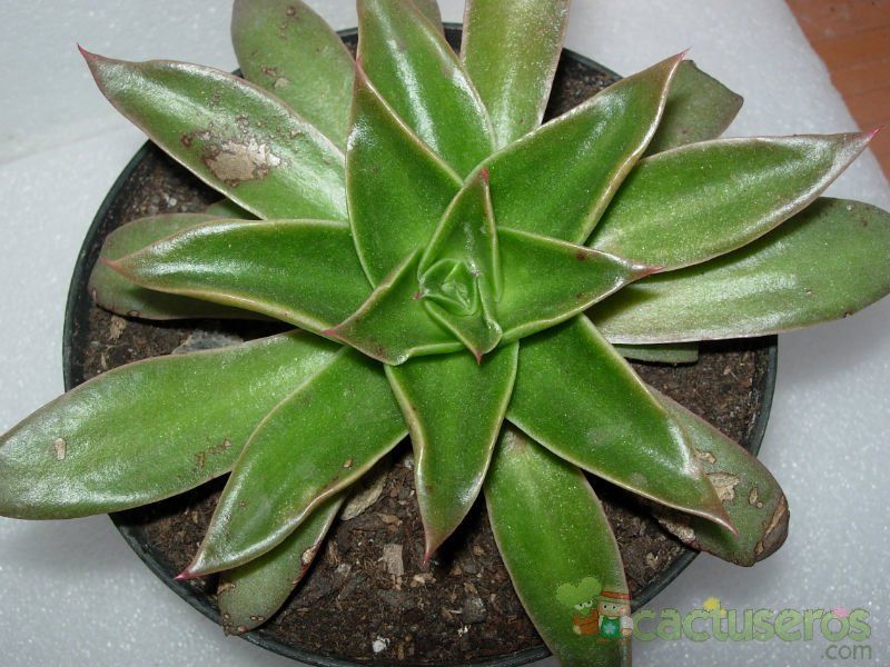A photo of Echeveria lutea