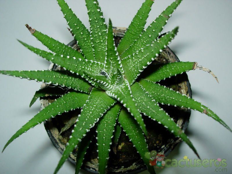 A photo of Haworthia attenuata