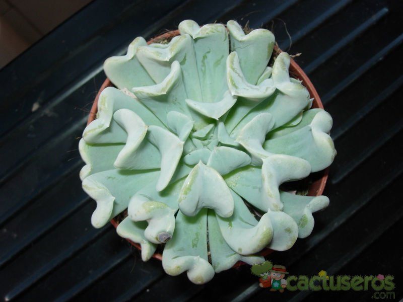 Una foto de Echeveria runyonii cv. Topsy turvy 
