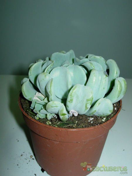 Una foto de Echeveria runyonii cv. Topsy turvy 