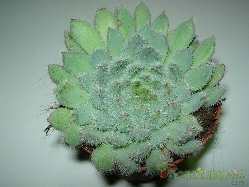 Una foto de Echeveria setosa var. ciliata