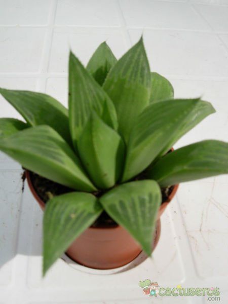 Una foto de Haworthia cv. ryderiana