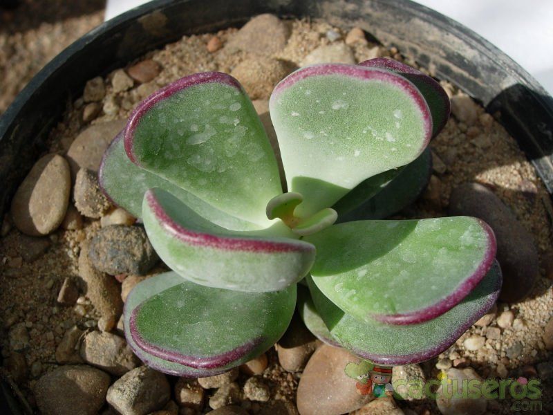 A photo of Cotyledon orbiculata
