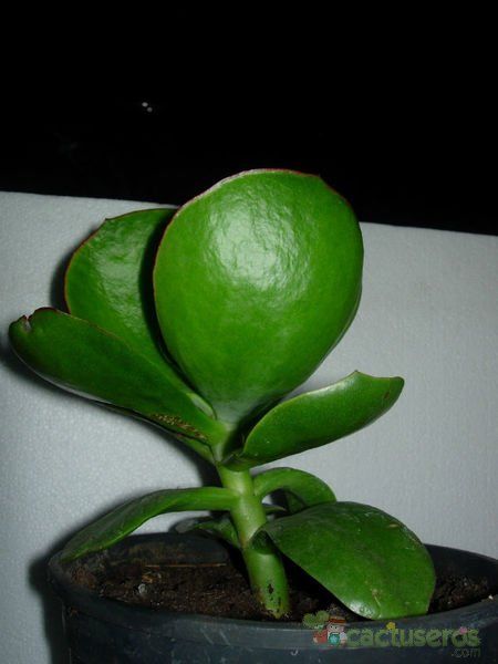 A photo of Cotyledon macrantha