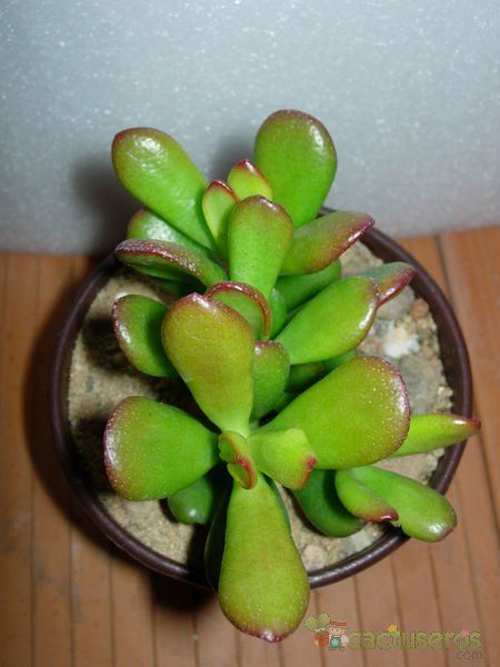 Una foto de Crassula ovata cv. hobbit