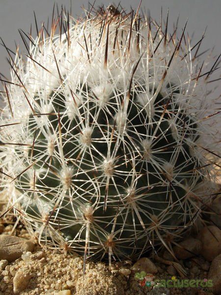 A photo of Escobaria duncanii