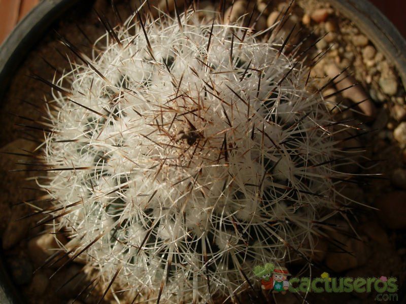 A photo of Escobaria duncanii