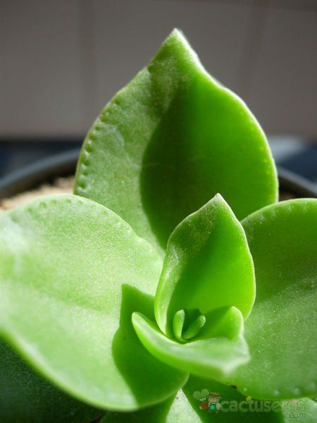 A photo of Crassula lactea