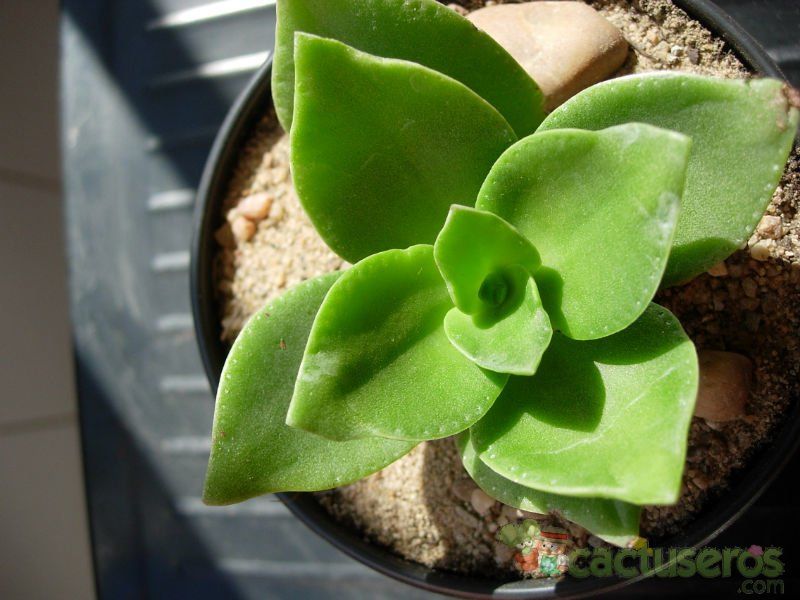 A photo of Crassula lactea