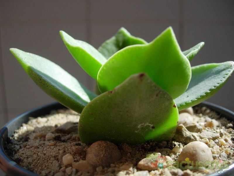 A photo of Crassula lactea