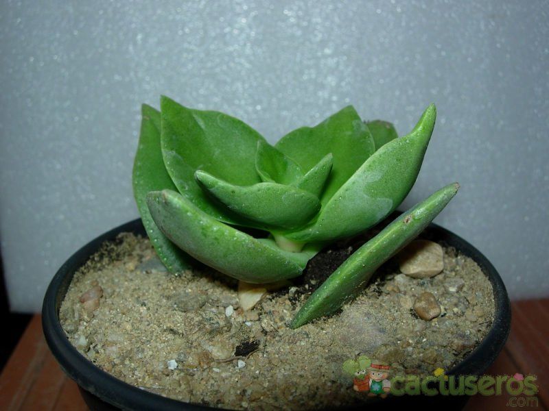 A photo of Crassula lactea